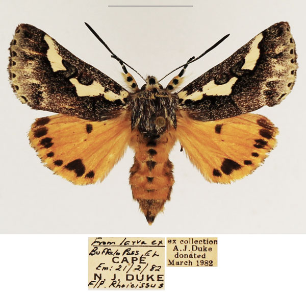 /filer/webapps/moths/media/images/S/schencki_Syfanoidea_AF_TMSA_02.jpg