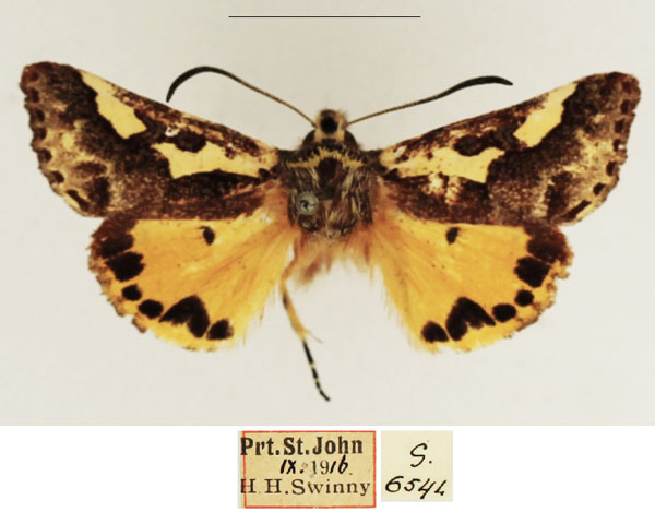 /filer/webapps/moths/media/images/S/schencki_Syfanoidea_AM_TMSA_02.jpg