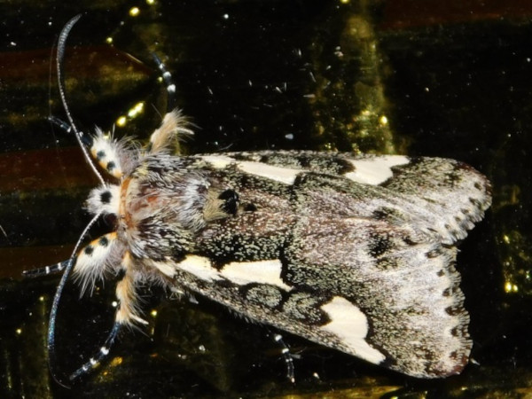 /filer/webapps/moths/media/images/S/schencki_Syfanoidea_A_Grobler.jpg