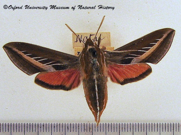 /filer/webapps/moths/media/images/S/schenki_Basiothia_AF_OUMNH.jpg