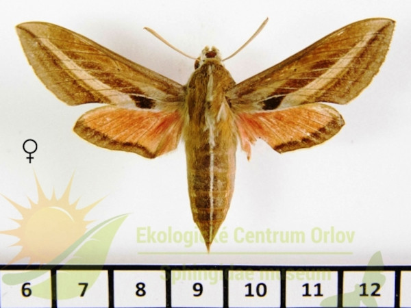 /filer/webapps/moths/media/images/S/schenki_Basiothia_AF_SMCR_02.jpg