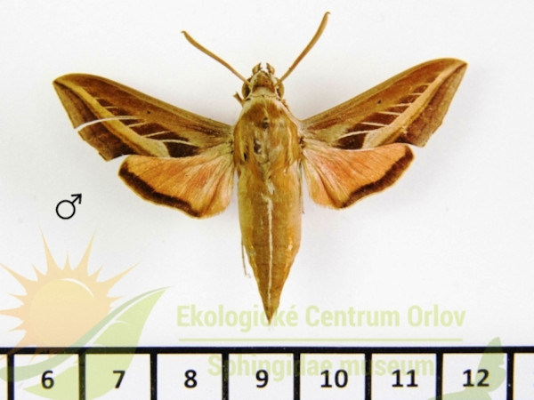 /filer/webapps/moths/media/images/S/schenki_Basiothia_AM_SMCR_01.jpg