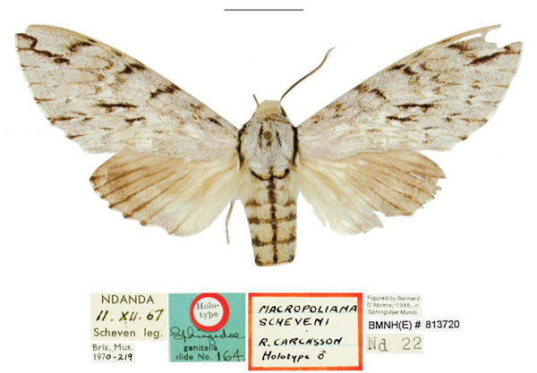 /filer/webapps/moths/media/images/S/scheveni_Macropoliana_HT_NHMUK.jpg