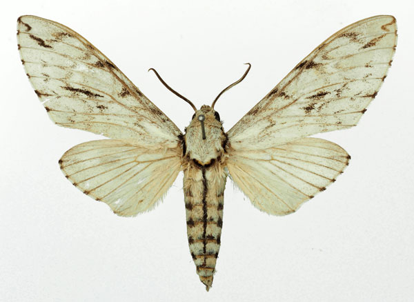/filer/webapps/moths/media/images/S/scheveni_Pantophaea_AM_Basquin.jpg