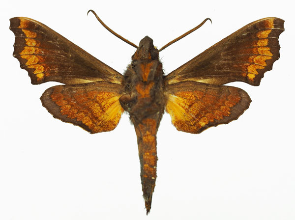 /filer/webapps/moths/media/images/S/scheveni_Temnora_AM_Basquinb.jpg