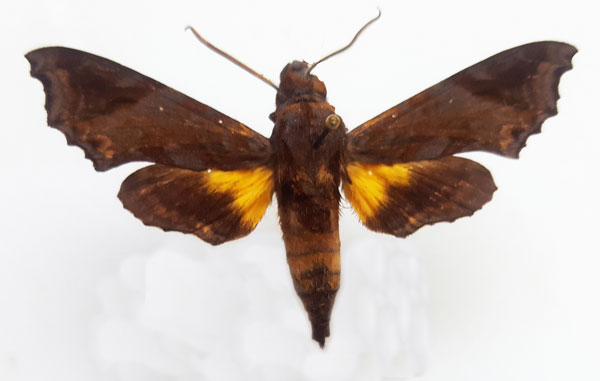 /filer/webapps/moths/media/images/S/scheveni_Temnora_AM_Turlin.jpg