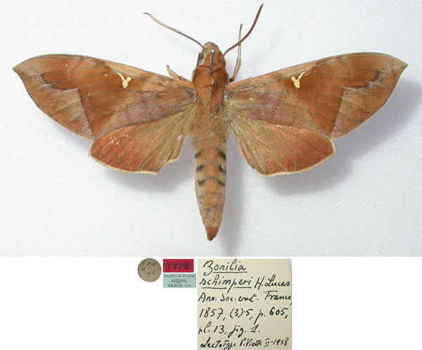 /filer/webapps/moths/media/images/S/schimperi_Zonilia_STM_MNHN.jpg