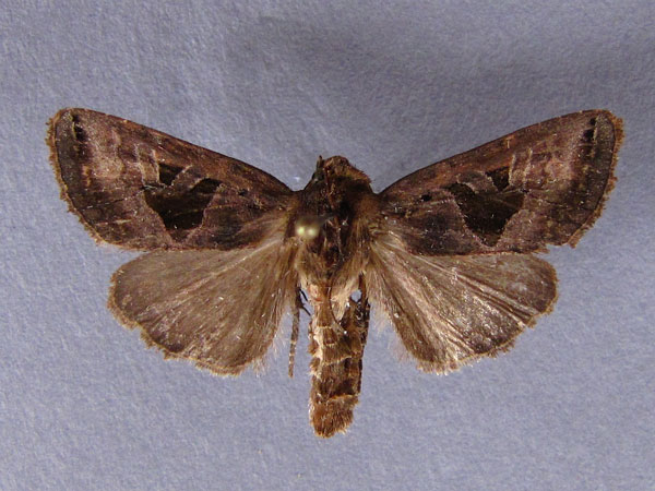 /filer/webapps/moths/media/images/S/schista_Tracheplexia_A_Baron.jpg