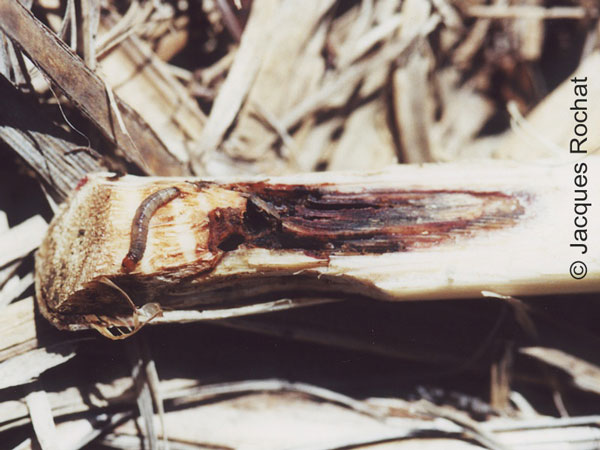 /filer/webapps/moths/media/images/S/schistaceana_Tetramoera_C_Rochat.jpg