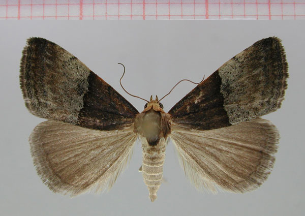 /filer/webapps/moths/media/images/S/schmiedelae_Ozarba_PT_ZMHB.jpg