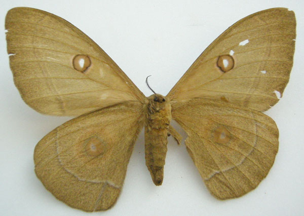 /filer/webapps/moths/media/images/S/schoenheiti_Bunaea_HT_NHMUKb.jpg