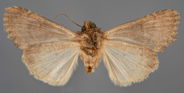 /filer/webapps/moths/media/images/S/schoenheiti_Hadena_HT_MfNb.jpg