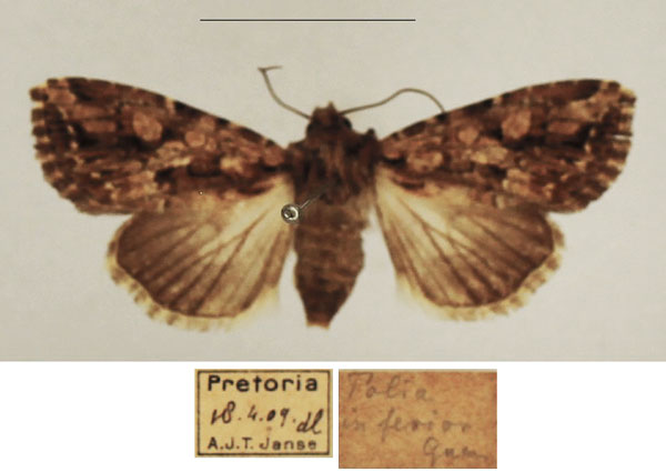 /filer/webapps/moths/media/images/S/schoenheiti_Saalmuellerana_AF_TMSA_01.jpg