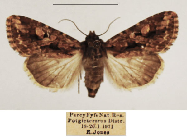 /filer/webapps/moths/media/images/S/schoenheiti_Saalmuellerana_AF_TMSA_02.jpg