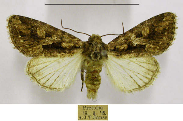 /filer/webapps/moths/media/images/S/schoenheiti_Saalmuellerana_AM_TMSA.jpg