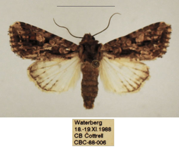 /filer/webapps/moths/media/images/S/schoenheiti_Saalmuellerana_AM_TMSA_01.jpg