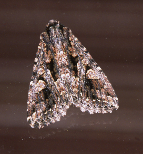 /filer/webapps/moths/media/images/S/schoenheiti_Saalmuellerana_A_Roland_01.jpg