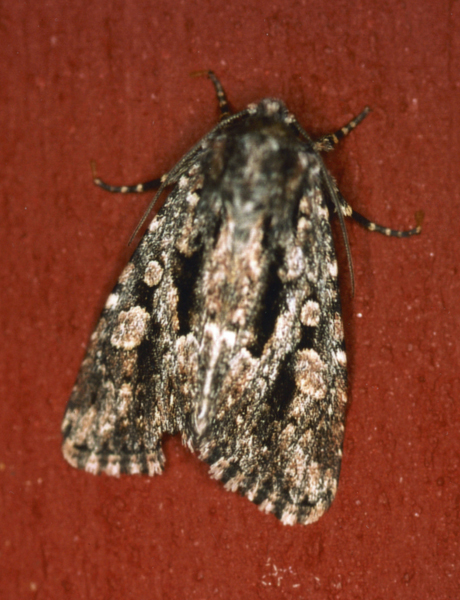 /filer/webapps/moths/media/images/S/schoenheiti_Saalmuellerana_A_Roland_01_yCZhENU.jpg
