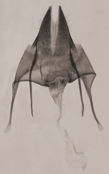 /filer/webapps/moths/media/images/S/schoenoplectus_Sesamia_GFPT_MNHN_29.jpg
