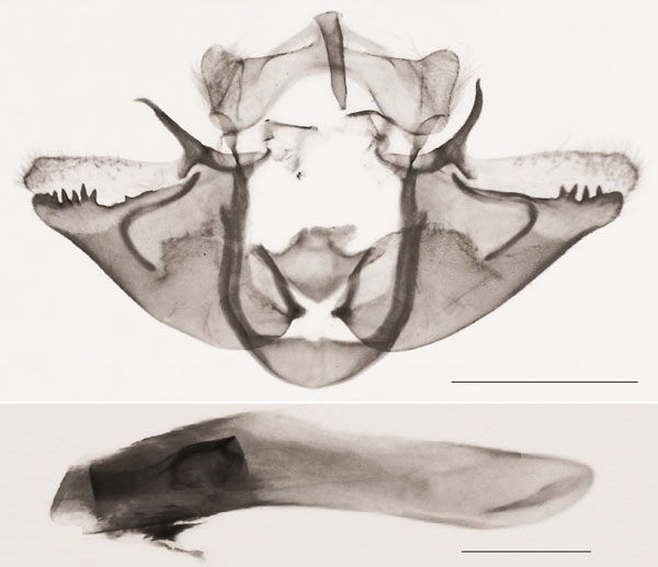/filer/webapps/moths/media/images/S/schoenoplectus_Sesamia_GMHT_MNHN_26.jpg
