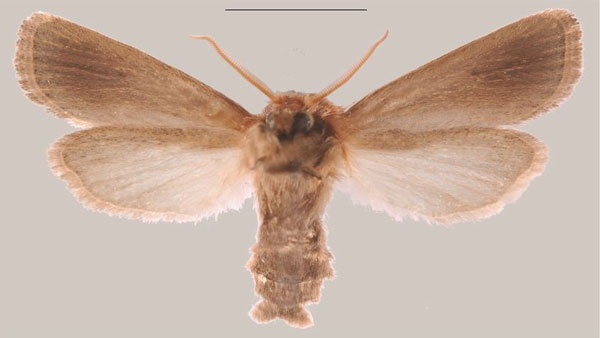 /filer/webapps/moths/media/images/S/schoenoplectus_Sesamia_HT_MNHNb.jpg