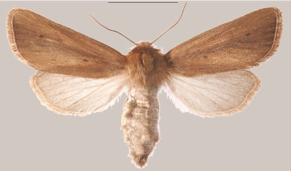/filer/webapps/moths/media/images/S/schoenoplectus_Sesamia_PTF_MNHNa.jpg
