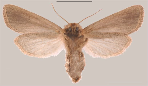 /filer/webapps/moths/media/images/S/schoenoplectus_Sesamia_PTF_MNHNb.jpg