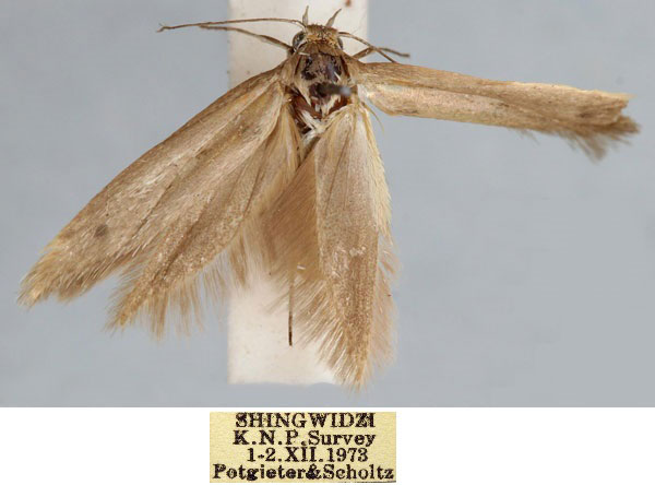 /filer/webapps/moths/media/images/S/scholzi_Scythris_HT_TMSA_FlMcSN9.jpg
