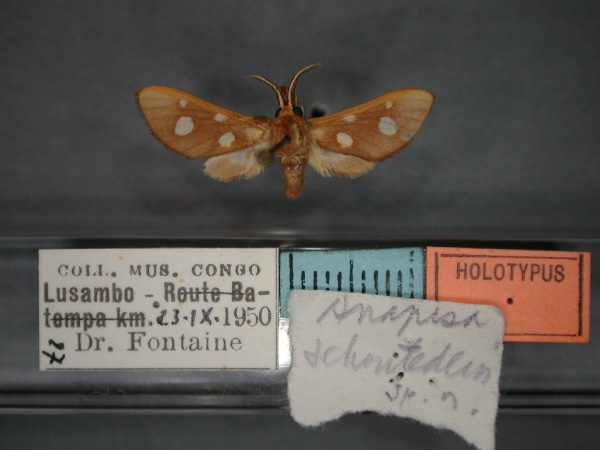 /filer/webapps/moths/media/images/S/schoutedeni_Anapisa_A_RMCA_01.jpg