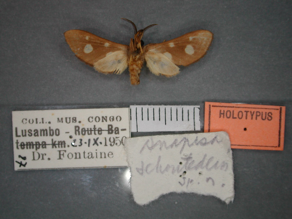 /filer/webapps/moths/media/images/S/schoutedeni_Anapisa_A_RMCA_02.jpg