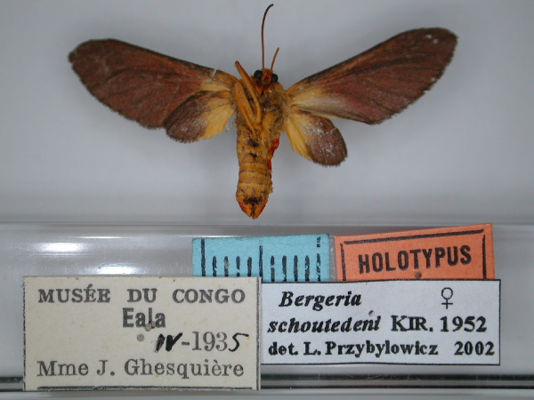 /filer/webapps/moths/media/images/S/schoutedeni_Bergeria_HT_RMCA_02.jpg