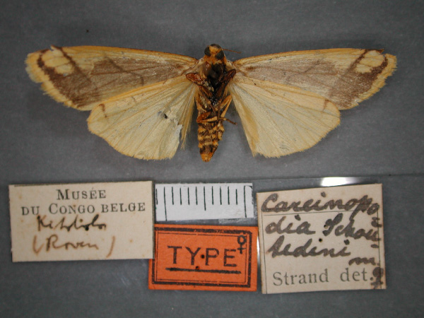 /filer/webapps/moths/media/images/S/schoutedeni_Carcinopodia_ST_RMCA_02.jpg
