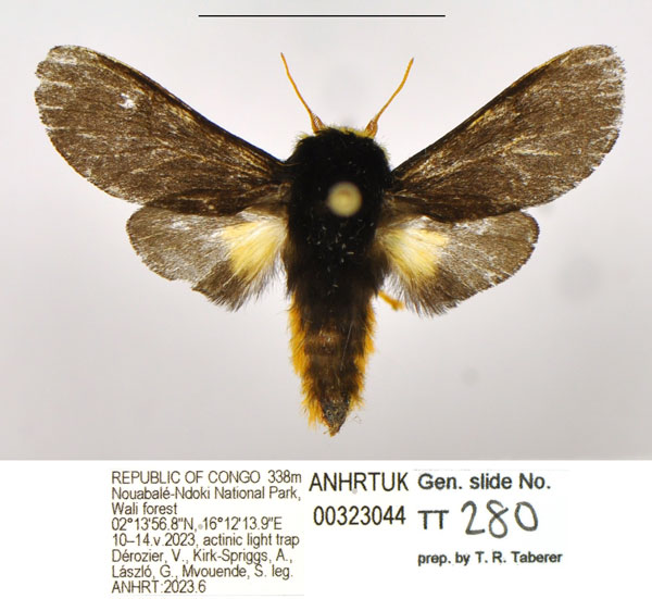/filer/webapps/moths/media/images/S/schoutedeni_Casphalia_AM_ANHRT.jpg
