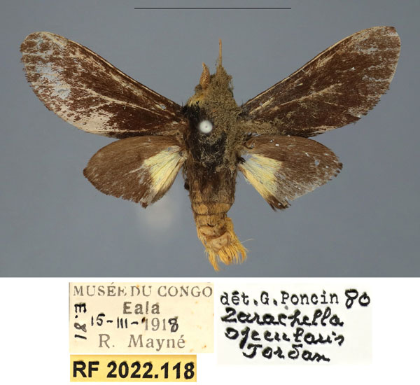 /filer/webapps/moths/media/images/S/schoutedeni_Casphalia_AM_RMCA.jpg