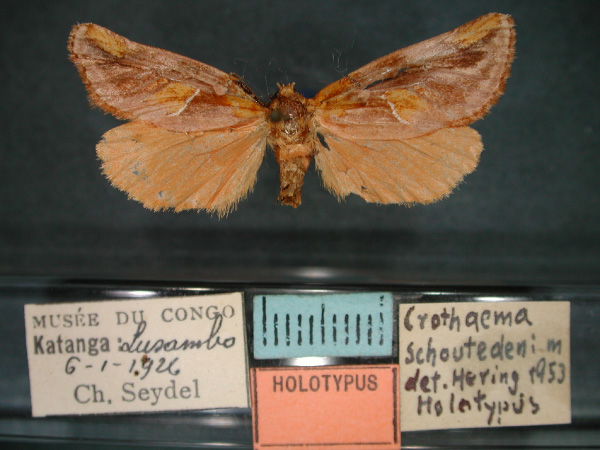 /filer/webapps/moths/media/images/S/schoutedeni_Crothaema_HT_RMCA_01.jpg