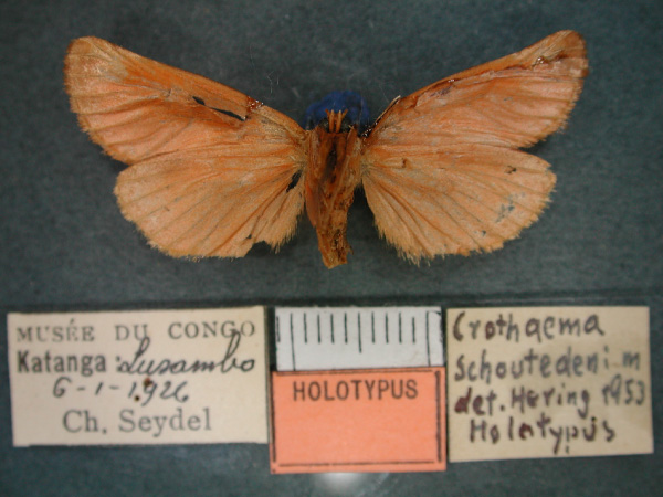 /filer/webapps/moths/media/images/S/schoutedeni_Crothaema_HT_RMCA_02.jpg