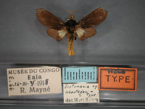 /filer/webapps/moths/media/images/S/schoutedeni_Erotomania_HT_RMCA_01.jpg