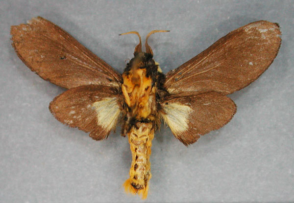 /filer/webapps/moths/media/images/S/schoutedeni_Erotomania_HT_RMCA_02_hAWX6u7.jpg