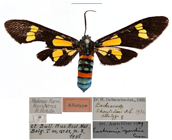/filer/webapps/moths/media/images/S/schoutedeni_Euchromia_AT_RBINSa.jpg
