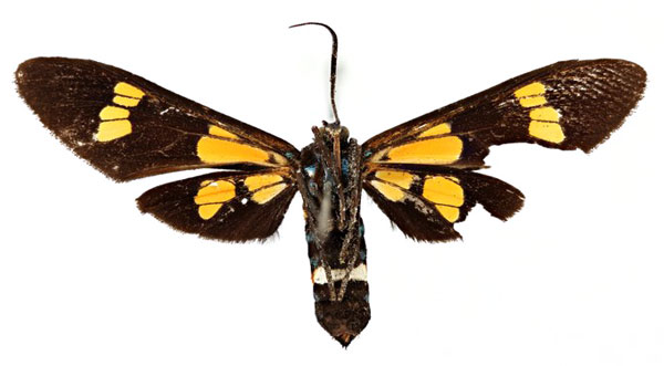 /filer/webapps/moths/media/images/S/schoutedeni_Euchromia_AT_RBINSb.jpg
