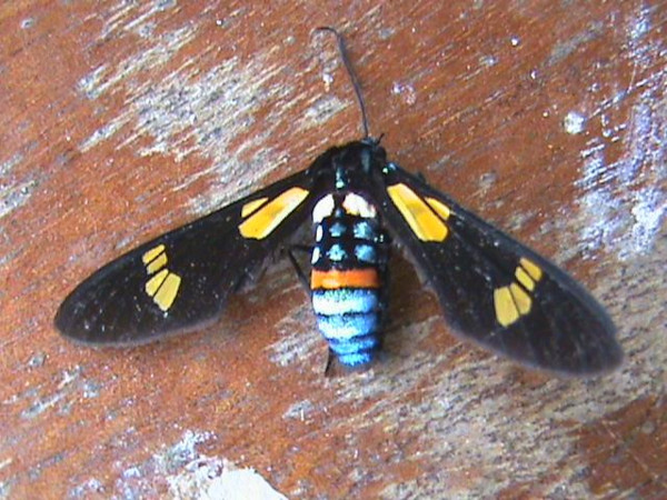 /filer/webapps/moths/media/images/S/schoutedeni_Euchromia_A_Guyonnet.jpg