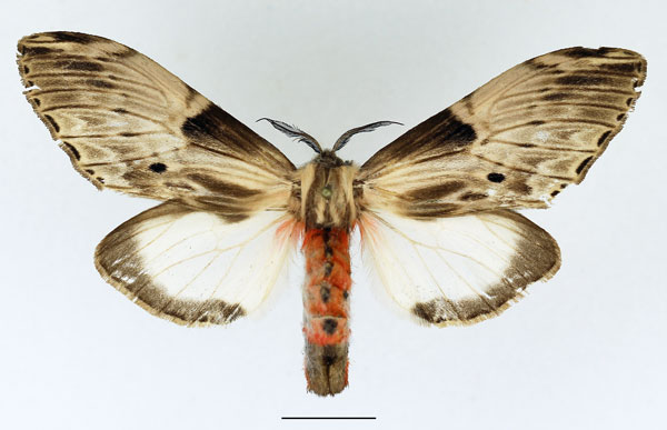 /filer/webapps/moths/media/images/S/schoutedeni_Fentonina_AM_Basquin_01.jpg