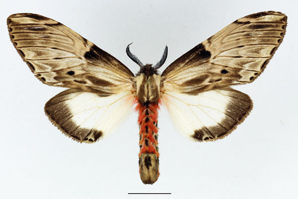 /filer/webapps/moths/media/images/S/schoutedeni_Fentonina_AM_Basquin_02.jpg