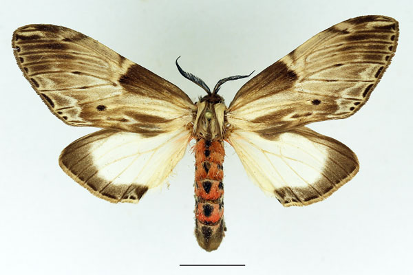/filer/webapps/moths/media/images/S/schoutedeni_Fentonina_AM_Basquin_03.jpg