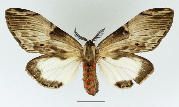 /filer/webapps/moths/media/images/S/schoutedeni_Fentonina_AM_Basquin_04.jpg