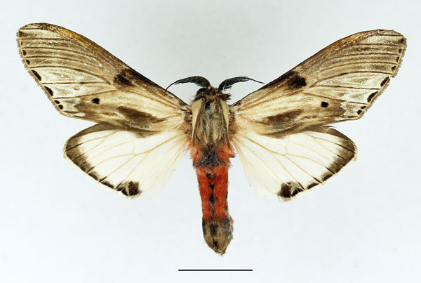 /filer/webapps/moths/media/images/S/schoutedeni_Fentonina_AM_Basquin_05.jpg