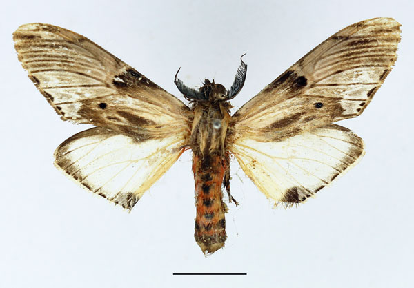 /filer/webapps/moths/media/images/S/schoutedeni_Fentonina_AM_Basquin_06.jpg