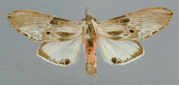 /filer/webapps/moths/media/images/S/schoutedeni_Fentonina_A_RMCA.jpg