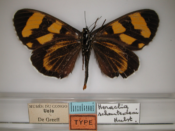 /filer/webapps/moths/media/images/S/schoutedeni_Heraclia_AM_RMCA_02.jpg