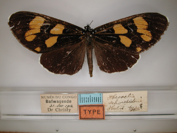 /filer/webapps/moths/media/images/S/schoutedeni_Heraclia_HT_RMCA_01.jpg